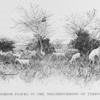 Moorish flocks in the neighbourhood of Timbuctoo.