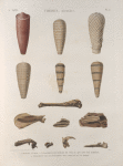 Thèbes. Hypogées. 1-6. Momies d'ibis; 7-13. Fragmens de momies de chacal qui ont été dorées; 14. Fragment de l'enveloppe des doigts d'une momie.