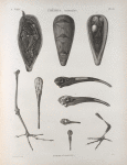 Thèbes. Hypogées. Momies d'oiseaux.