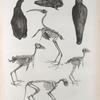 Thèbes. Hypogées. Momies d'oiseaux et squelettes de momies.