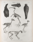 Thèbes. Hypogées. Momies d'oiseaux et squelettes de momies.
