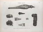 Thèbes. Hypogées. Momies et détails de crocodile, de serpent et de chien.
