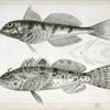 Fishes