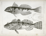 Fishes