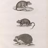 Zoologie. Mammifères. 1. Rat d'Alexandrie; 2. Echimis d'Égypte; 3. Hérisson oreillard.