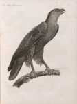 Zoologie. Oiseau. Aigle criard (Aquila nævia), adulte.