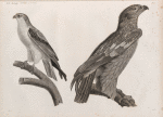 Zoologie. Oiseau. 1. Aigle criard (Aquila nævia), jeune; 2. Élanoïde blac (Elanus cæsius).
