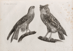 Zoologie. Oiseau. 1. Milan noir ou parasite (Milvus ater); 2. Hibou ascalaphe ou d'Égypte (Strix ascalaphus).