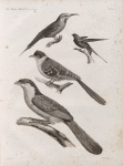 Zoologie. Oiseau. 1. Coucal houhou (Centropus Ægyptius); 2. Coua noir et blanc (Coccyzus Pisanus); 3. Guépier Savigny (Merops Savignyi); 4. Hirondelle de Riocour (Hirundo Riocourii).