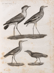 Zoologie. Oiseau. 1. Chevalier gambette (Totanus calidris); 2. Vanneau de Villoteau (Vanellus Villotæi); 3. Pluvier à aigrette (Charadrius spinosus); 4. Pluvian (Charadrius melanocephalus).