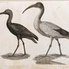 Zoologie. Oiseau. 1. Ibis blanc ou sacré (Ibis religiosa); 2. Ibis noir (Ibis falcinellus).