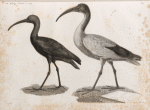 Zoologie. Oiseau. 1. Ibis blanc ou sacré (Ibis religiosa); 2. Ibis noir (Ibis falcinellus).