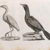 Zoologie. Oiseau. 1. Héron garde-bœuf (Ardea bubulcus); 2. Cormoran d'Afrique (Phalacrocorax Africanus).