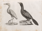 Zoologie. Oiseau. 1. Héron garde-bœuf (Ardea bubulcus); 2. Cormoran d'Afrique (Phalacrocorax Africanus).