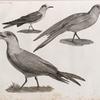 Zoologie. Oiseau. 1. Hirondelle de mer Tschergava (Sterna Caspia); 2. Hirondelle de mer Hansel (Sterna aranea); 3. Mouette de Dorbigny (Larus Dorbignyi).
