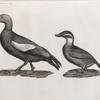 Zoologie. Oiseau. 1. Canard casarca (Anas casarca); 2. Canard à tête blanche (Anas leucocephala).