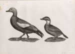 Zoologie. Oiseau. 1. Canard casarca (Anas casarca); 2. Canard à tête blanche (Anas leucocephala).