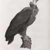 Zoologie. Oiseau. Vautour brun (Vultur cinereus).