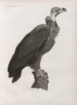 Zoologie. Oiseau. Vautour brun (Vultur cinereus).