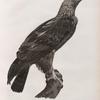 Zoologie. Oiseau. Aigle de Thèbes (Aquila heliaca).