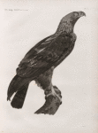 Zoologie. Oiseau. Aigle de Thèbes (Aquila heliaca).