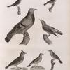 Zoologie. Oiseau. 1. Merle de roche (Turdus saxatilis); 2. Pouillot à ventre jaune (Silvia trochilus); 3. Fauvette locustelle (Silvia locustella); 4. Fauvette des joncs (Silvia schœnobænus); 5. Pipi des arbres (Anthus arboroeus); 6. Alouette cochevis (Alauda cristata); 7. Pigeon colombin ou de roche (Columba œnas).