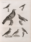 Zoologie. Oiseau. 1. Merle de roche (Turdus saxatilis); 2. Pouillot à ventre jaune (Silvia trochilus); 3. Fauvette locustelle (Silvia locustella); 4. Fauvette des joncs (Silvia schœnobænus); 5. Pipi des arbres (Anthus arboroeus); 6. Alouette cochevis (Alauda cristata); 7. Pigeon colombin ou de roche (Columba œnas).