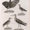 Zoologie. Oiseau. 1. Grand Pluvier à collier (Charadrius hiaticula); 2. Chevalier sylvain (Totanus glareolus); 3. Chevalier aux pieds verts (Totanus glottis); 4. Rhynchée du Cap de Bonne-Espérance (Rhynchœa Capensis).