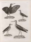Zoologie. Oiseau. 1. Grand Pluvier à collier (Charadrius hiaticula); 2. Chevalier sylvain (Totanus glareolus); 3. Chevalier aux pieds verts (Totanus glottis); 4. Rhynchée du Cap de Bonne-Espérance (Rhynchœa Capensis).