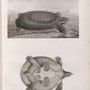 Zoologie. Reptiles. Trionyx d'Égypte: 1. vue de côté, 1'. vu en dessous.