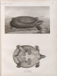 Zoologie. Reptiles. Trionyx d'Égypte: 1. vue de côté, 1'. vu en dessous.