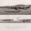 Zoologie. Reptiles. 1. Crocodile vulgaire; 1' Crocodile vulgaire, jeune; 2. Stellion spinipède; 3. Stellion des anciens.