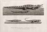 Zoologie. Reptiles. 1. Crocodile vulgaire; 1' Crocodile vulgaire, jeune; 2. Stellion spinipède; 3. Stellion des anciens.