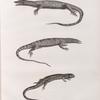 Zoologie. Reptiles. 1. Tupinambis du Nil; 2. Ouaran de forskal; 3. Anolis gigantesque.