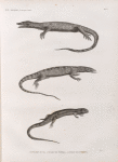 Zoologie. Reptiles. 1. Tupinambis du Nil; 2. Ouaran de forskal; 3. Anolis gigantesque.