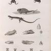 Zoologie. Reptiles. 1.2. Grenouille ponctuée; 3. Caméléon trapu; 4.4'. Anolis pavé; 5-13. Parties anatomiques  des tupinambis du Nil; 14.15. Crâne de l'Ouaran de Forskal.