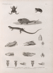 Zoologie. Reptiles. 1.2. Grenouille ponctuée; 3. Caméléon trapu; 4.4'. Anolis pavé; 5-13. Parties anatomiques  des tupinambis du Nil; 14.15. Crâne de l'Ouaran de Forskal.