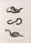 Zoologie. Reptiles. 1. Éryx de la Thébaïde; 2. Éryx du Delta; 3. Vipère céraste.