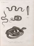 Zoologie. Reptiles. 1. Vipère des pyramides; 2. Vipère hajé, adulte; 3. Vipère hajé, jeune; 4.5. Parties de la Vipère hajé; 6. Couleuvre maillée.