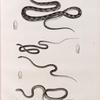 Zoologie. Reptiles. 1.1'. Couleuvre aux raies parallèles; 2.2'. Couleuvre à bouquets; 3.3'. Couleuvre à capuchon; 4.4'. Couleuvre oreillard.