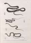 Zoologie. Reptiles. 1.1'. Couleuvre aux raies parallèles; 2.2'. Couleuvre à bouquets; 3.3'. Couleuvre à capuchon; 4.4'. Couleuvre oreillard.