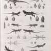 Zoologie. Reptiles. (Supplement). Geckos; Agames; Lézards.