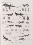 Zoologie. Reptiles. (Supplement). Geckos; Agames; Lézards.