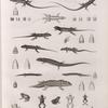 Zoologie. Reptiles. (Supplement). Lézards; Scinques; Grenouilles.