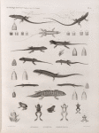 Zoologie. Reptiles. (Supplement). Lézards; Scinques; Grenouilles.