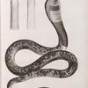 Zoologie. Reptiles. (Supplement). L'Aspic.