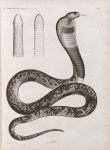 Zoologie. Reptiles. (Supplement). L'Aspic.