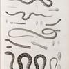 Zoologie. Reptiles. (Supplement). Vipères et Couleuvres.