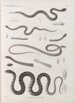 Zoologie. Reptiles. (Supplement). Vipères et Couleuvres.