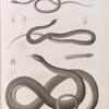 Zoologie. Reptiles. (Supplement). Couleuvres.